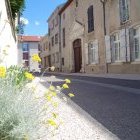 Pieds de façade végétalisé rue de Liouville