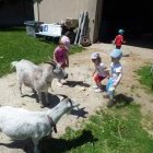 Des Enfants nourrissent des chèvres dans le jardin .
